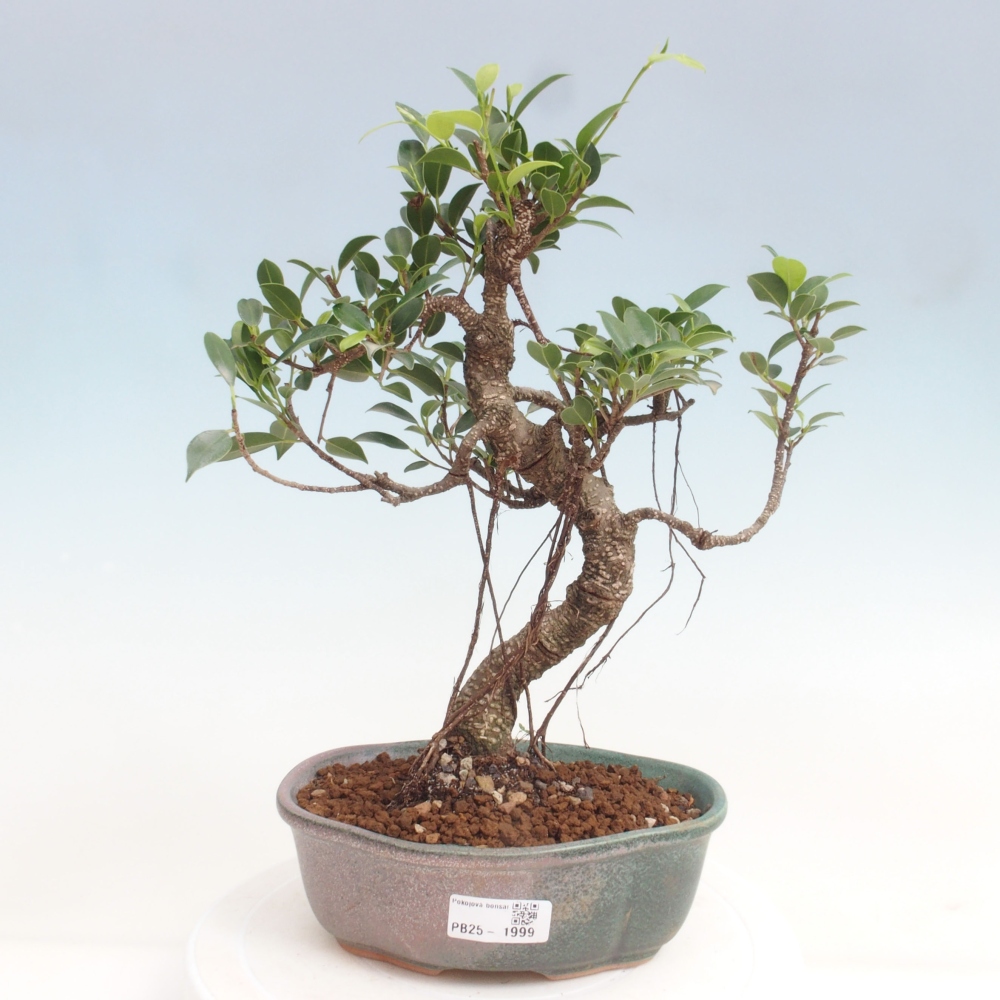 Izbová bonsai - Ficus retusa - malolistá fikus