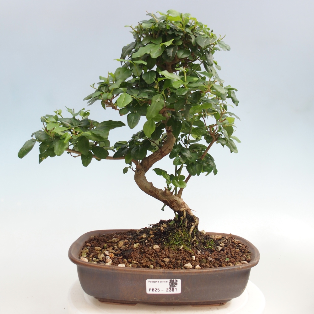 Izbová bonsai -Ligustrum chinensis - Vtáčí zob