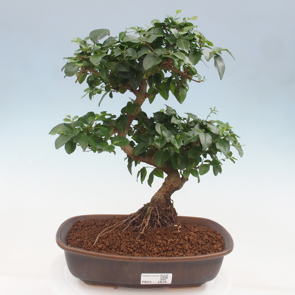 Izbová bonsai -Ligustrum chinensis - Vtáčí zob
