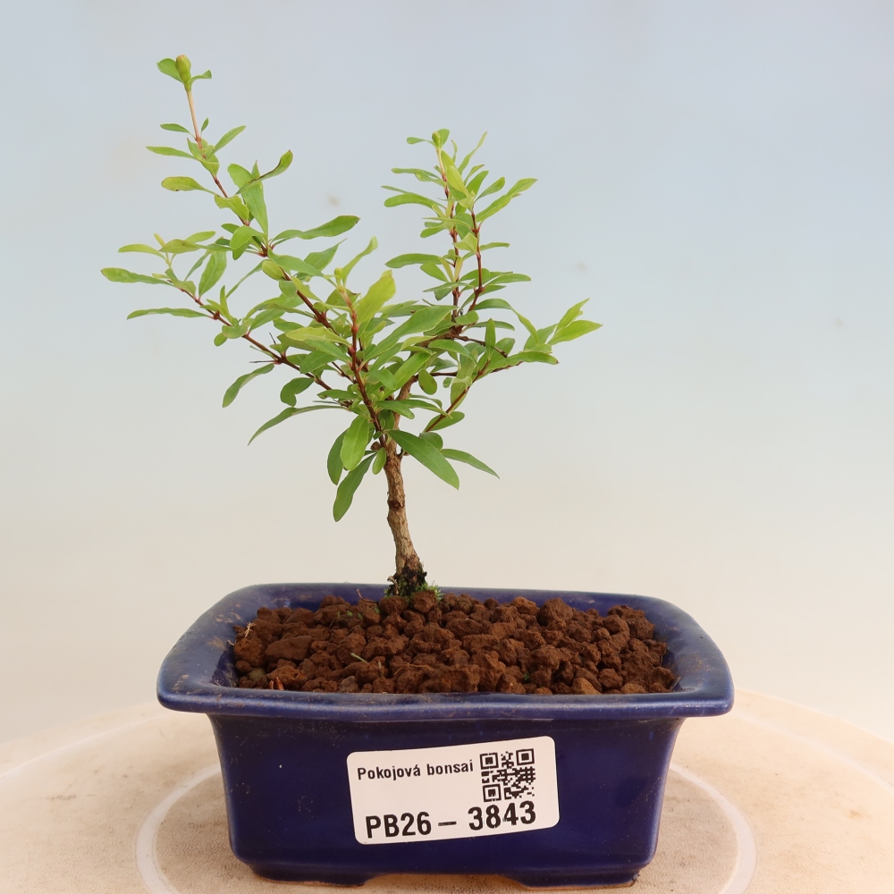 Izbový bonsaj-PUNICA granatum nana-Granátové jablko