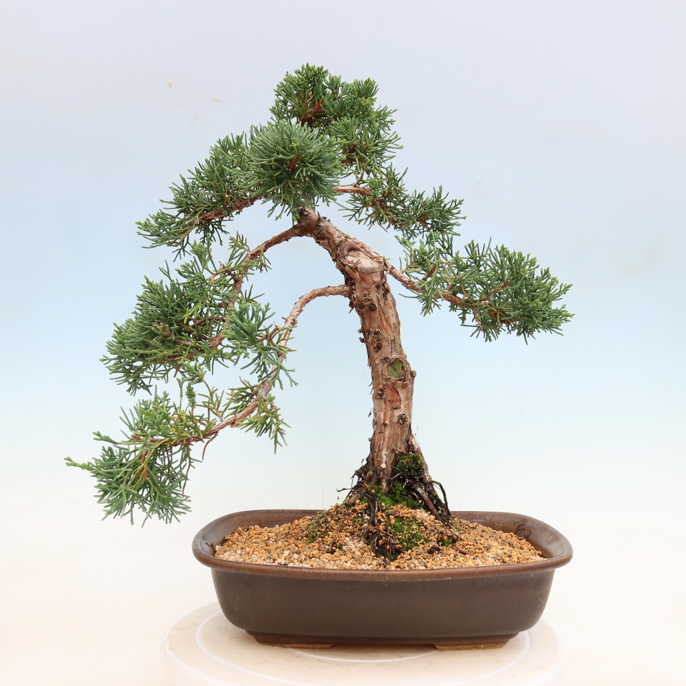Vonkajší bonsaj - Juniperus chinensis Kishu