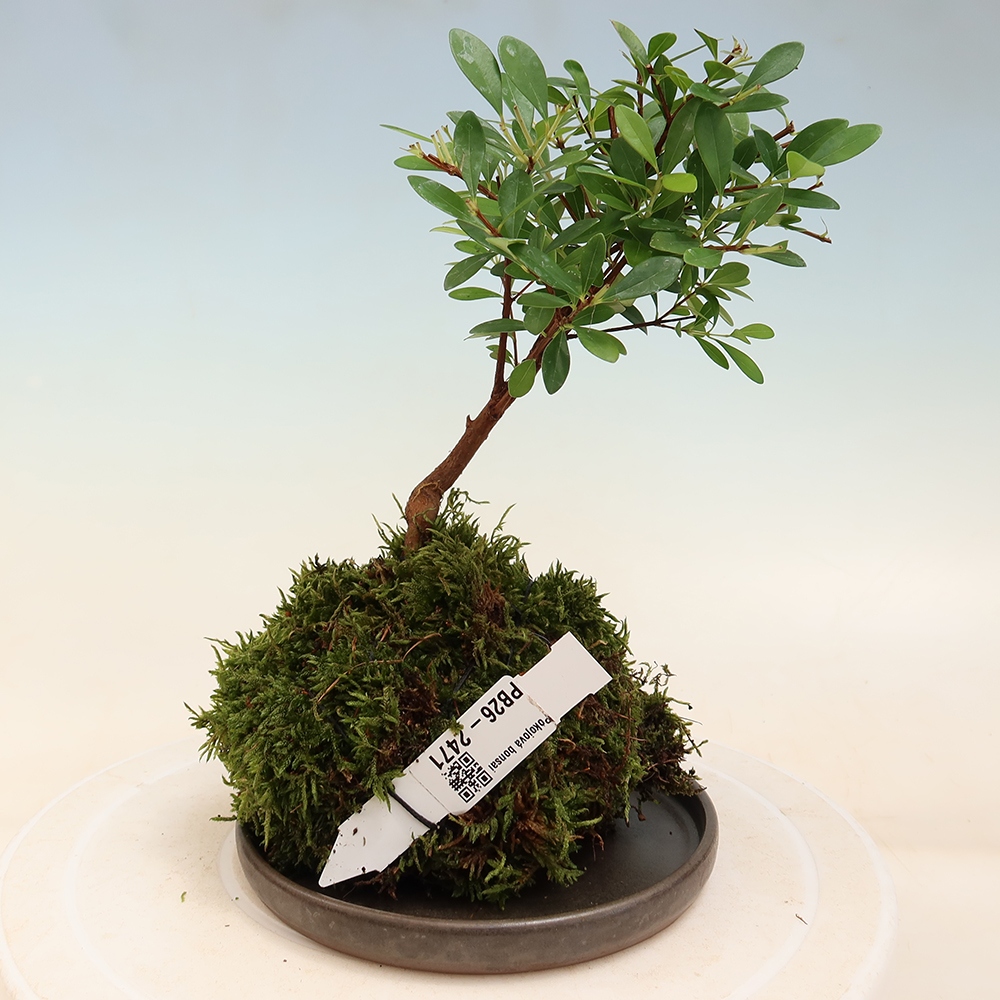 Kokedama s miskou – Syzygium – Pimentovník