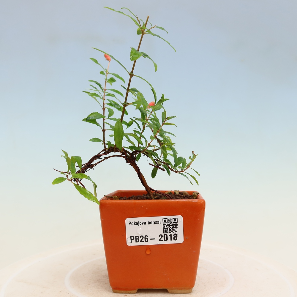 Izbový bonsaj-PUNICA granatum nana-Granátové jablko