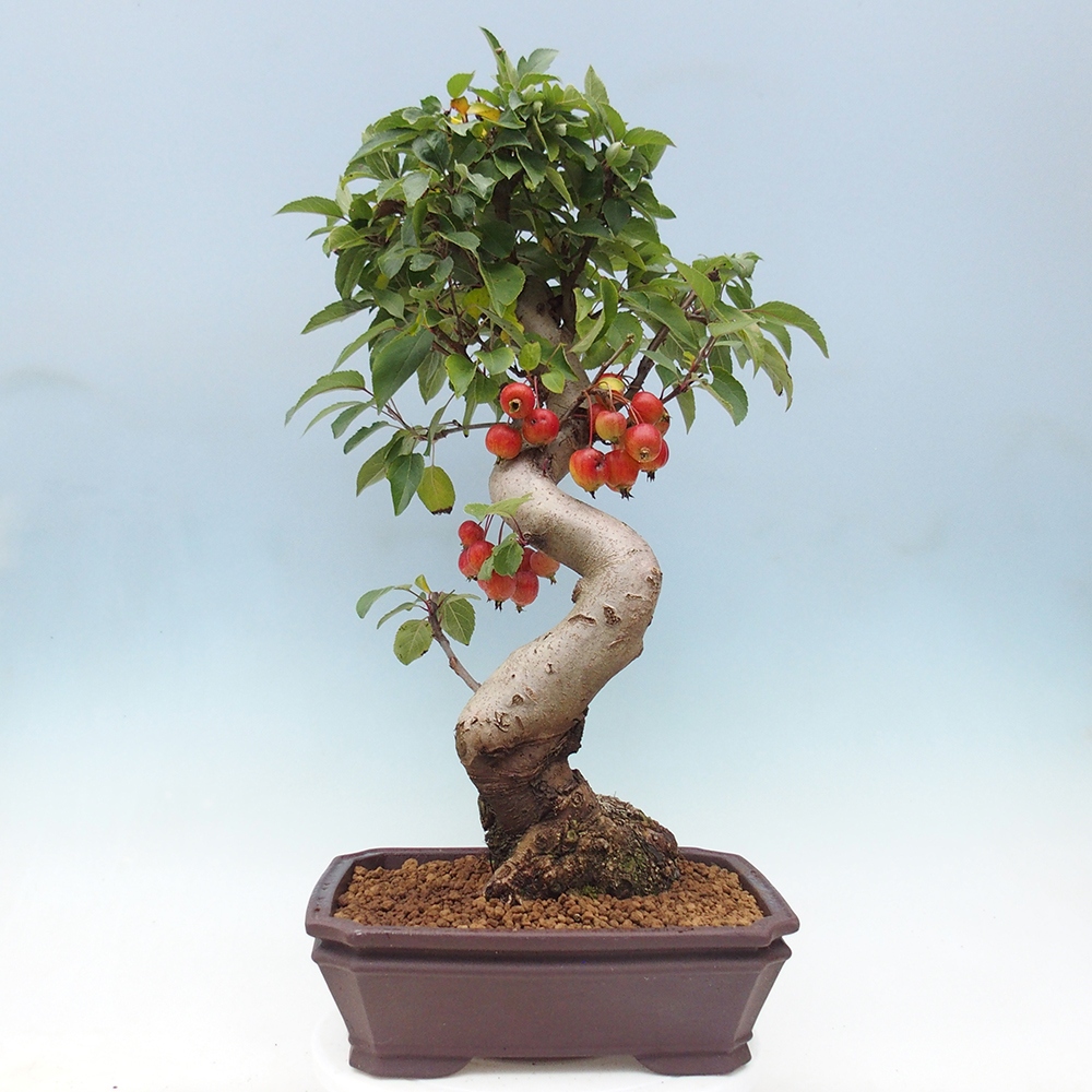 Vonkajší bonsai -Malus halliana - Maloplodá jabloň