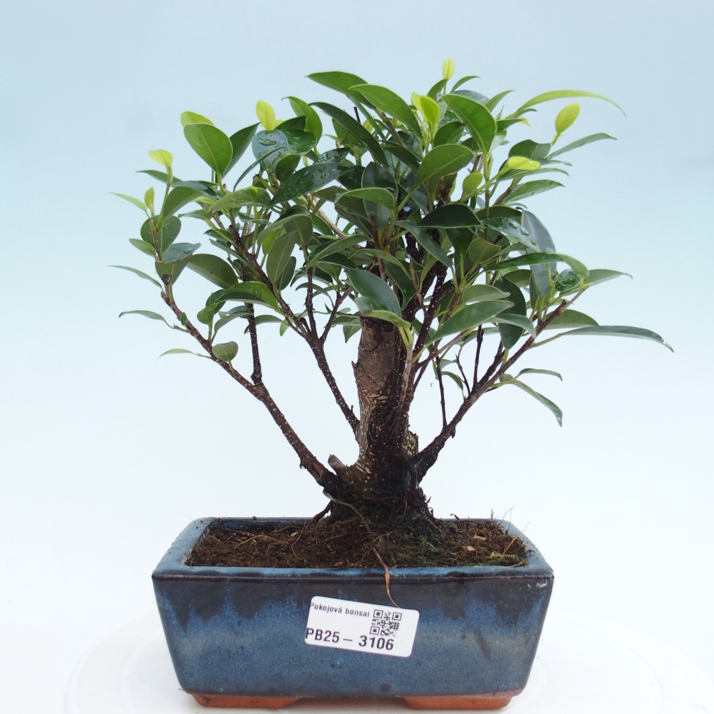 Izbová bonsai - Ficus retusa - malolistý fikus