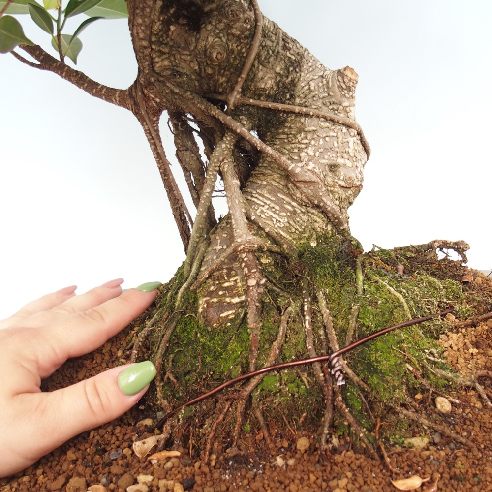 Izbový bonsaj - Ficus kimmen - drobnolistý fikus - len osobný odber alebo preprava na paletách