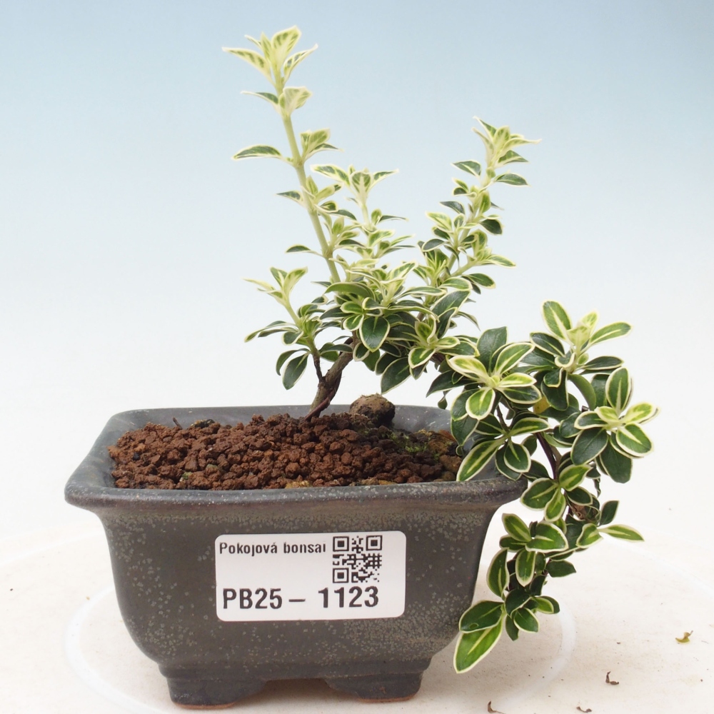 Izbová bonsai - Serissa foetida Variegata - Strom tisíce hviezd