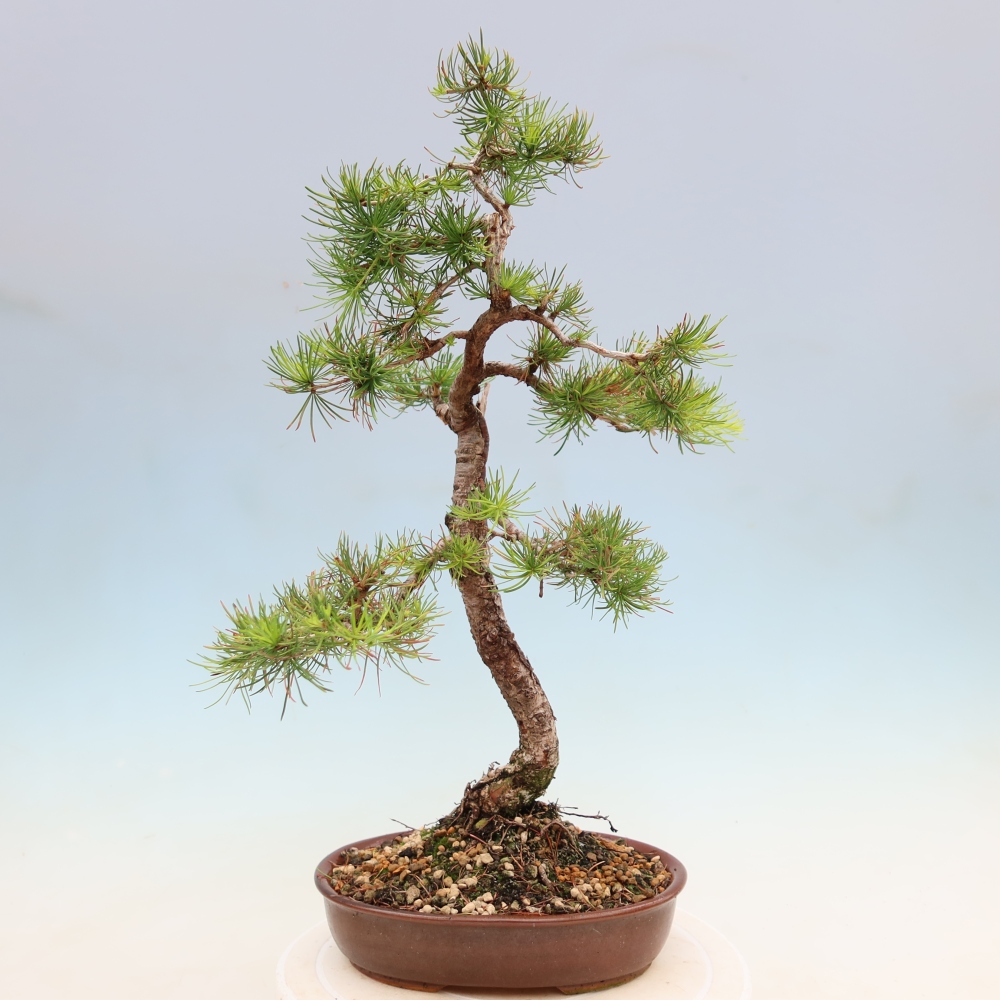 Vonkajšie bonsaje -Larix decidua - Smrekovec