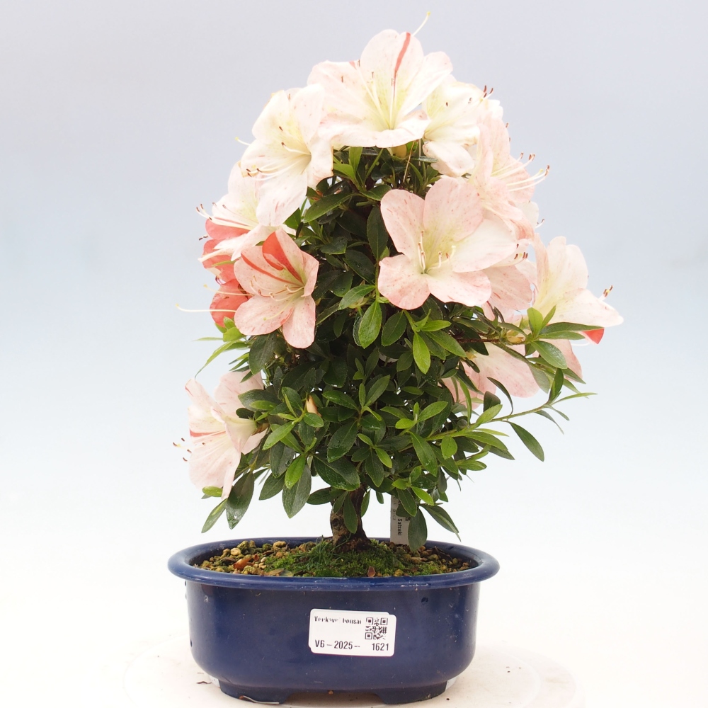 Vonkajší bonsai - Japonská azalka -  Azalea Asazakura