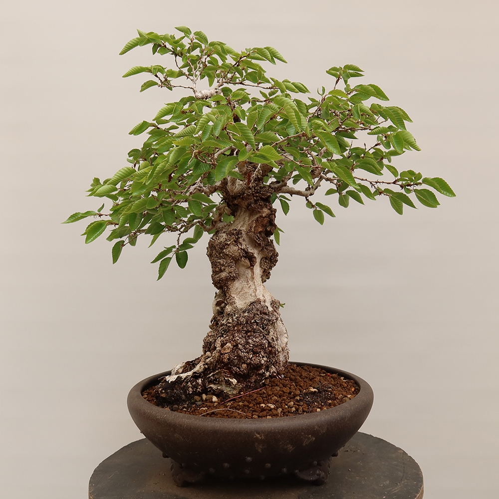 Vonkajší bonsai -Carpinus Coreana - Hrab kórejský