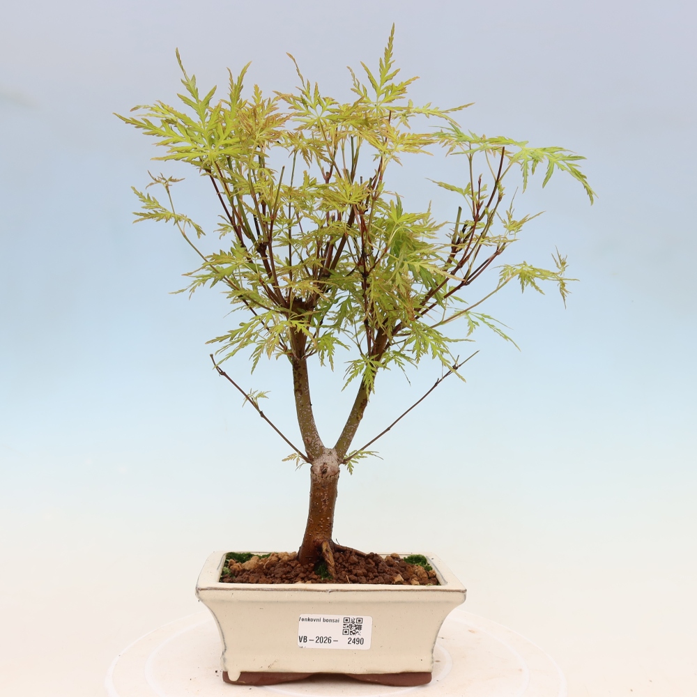 Vonkajší bonsai – Acer palmatum Dissectum – javor dlaňolistý 
