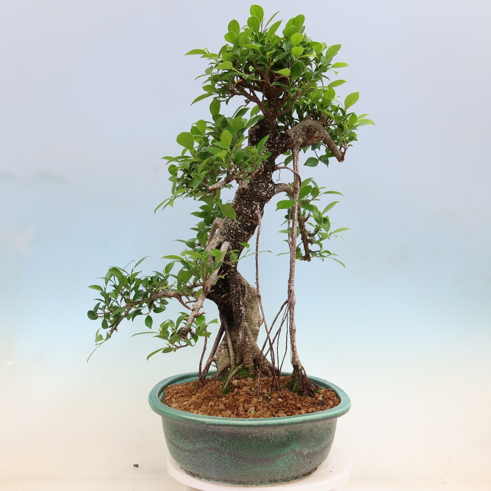 Izbové bonsaje - Ficus kimmen - drobnolistý fikus