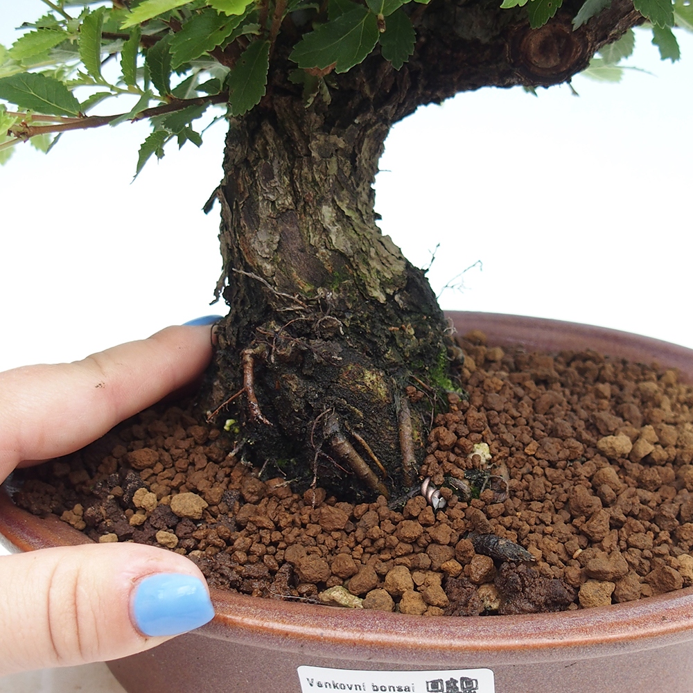 Vonkajšie bonsai - Zelkova - Zelkova Nirom