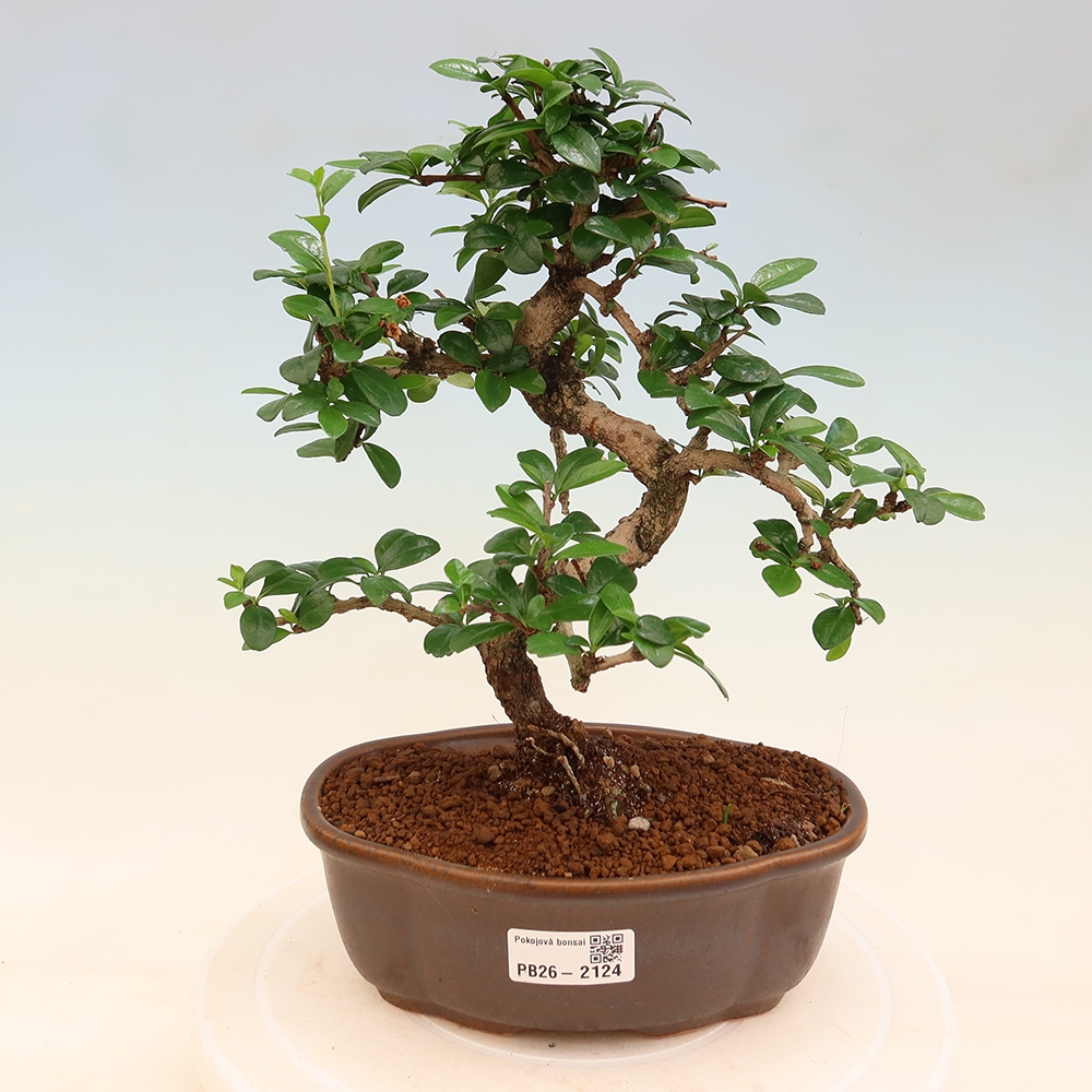 Izbové bonsaje - Carmona macrophylla - Tea fuki