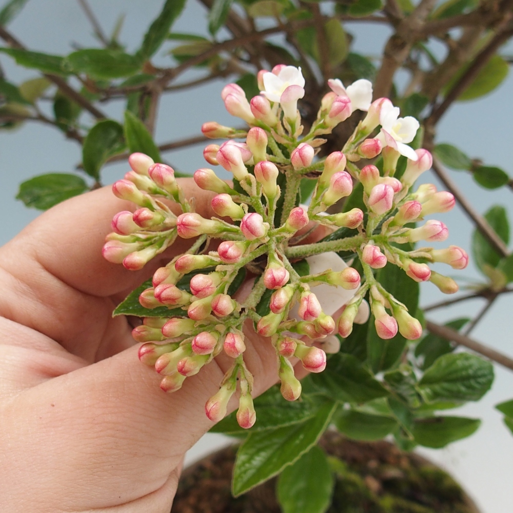 Vonkajší bonsaj-Kalina Bodnanská - Viburum carlesii hemsi