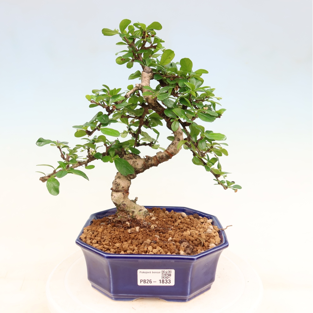 Izbové bonsaje - Carmona macrophylla - Tea fuki