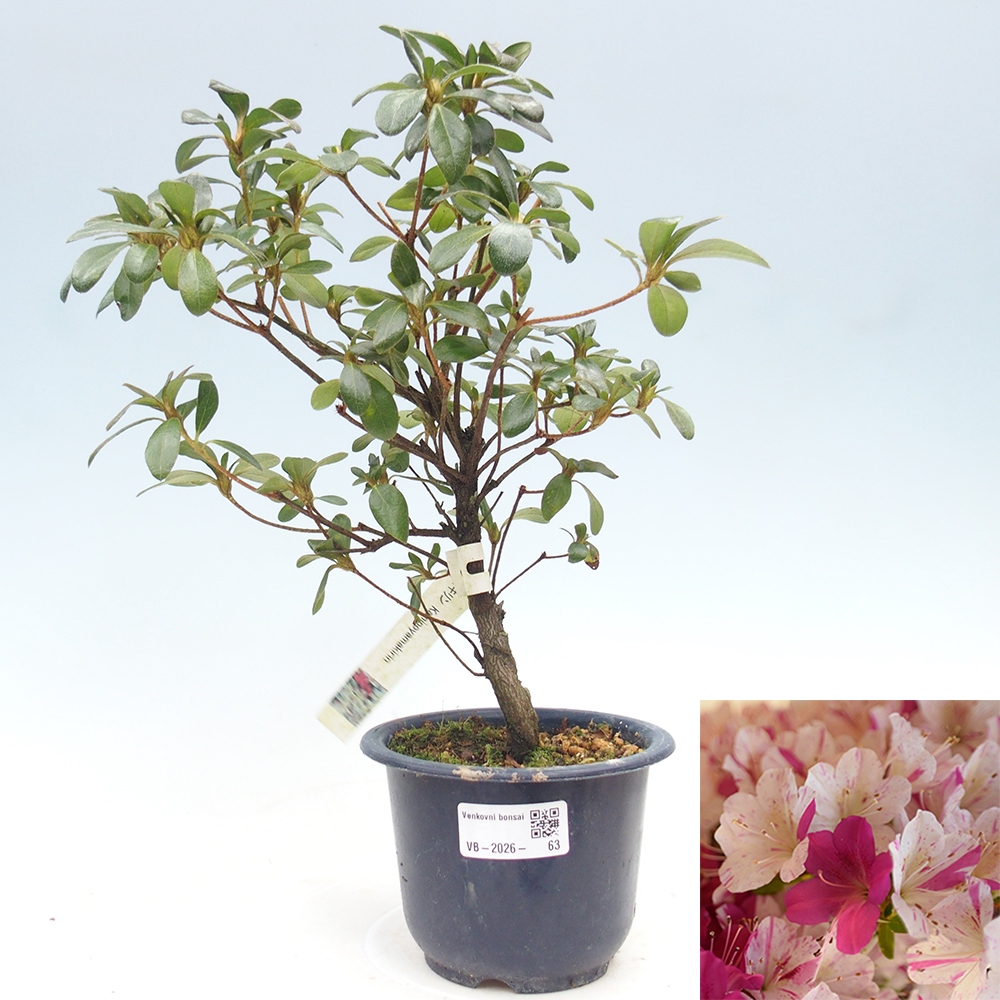 Vonkajší bonsaj - Japonská azalka - Azalka Kaminoyamakirin
