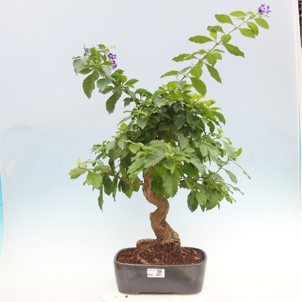 Izbové bonsaje - Duranta repens -Duranta
