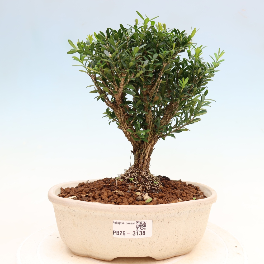 Izbové bonsaje - Buxus harlandii - korkový buxus
