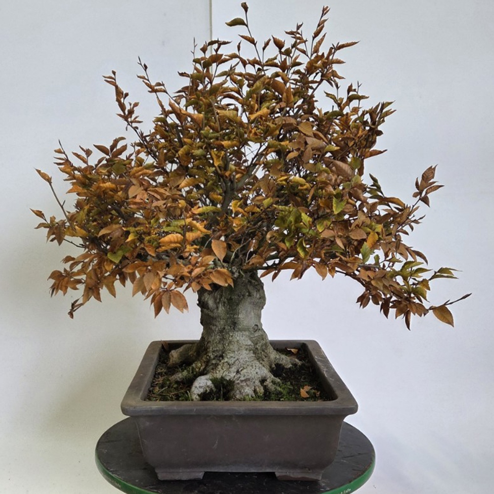 Vonkajšie bonsai -Fagus crenata