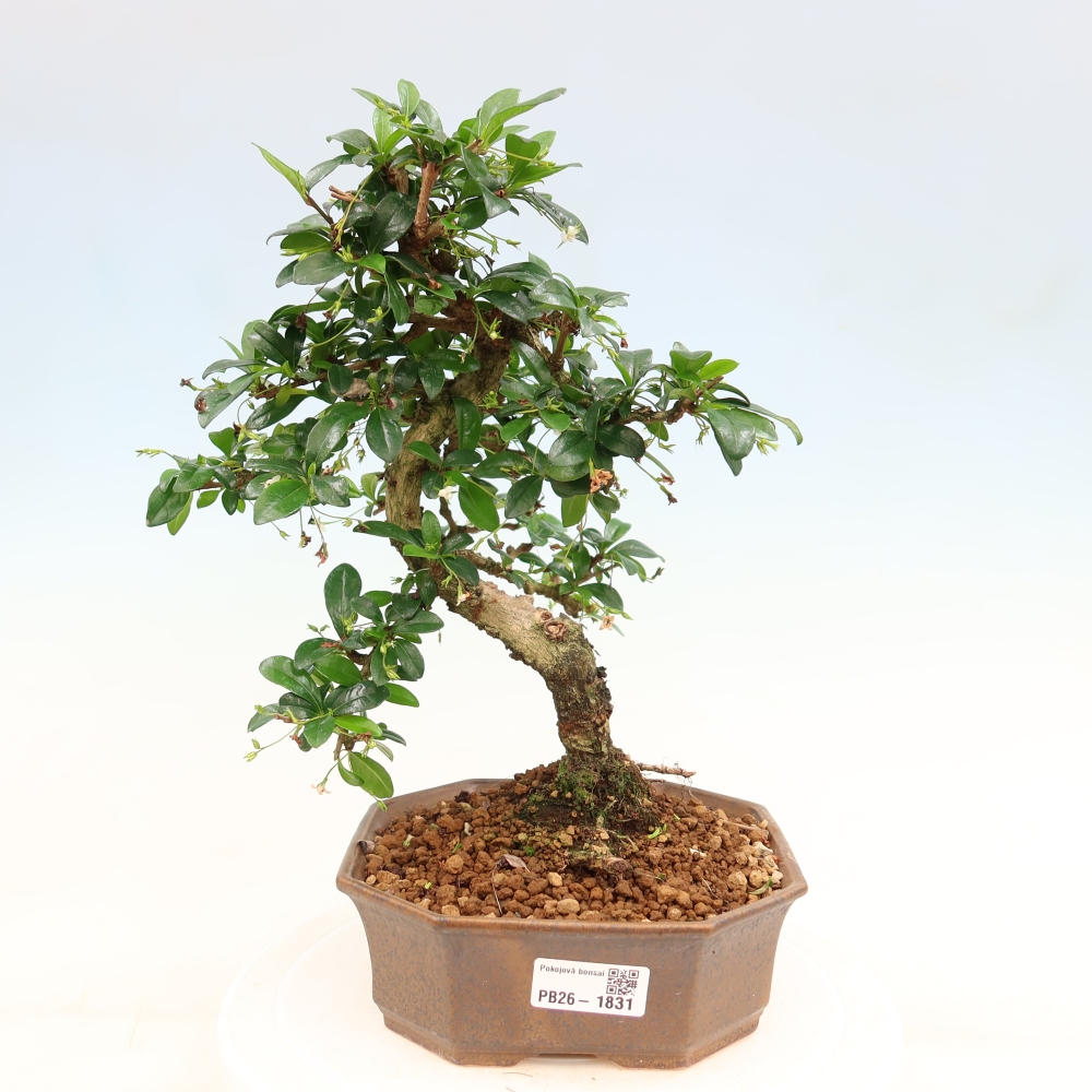 Izbové bonsaje - Carmona macrophylla - Tea fuki