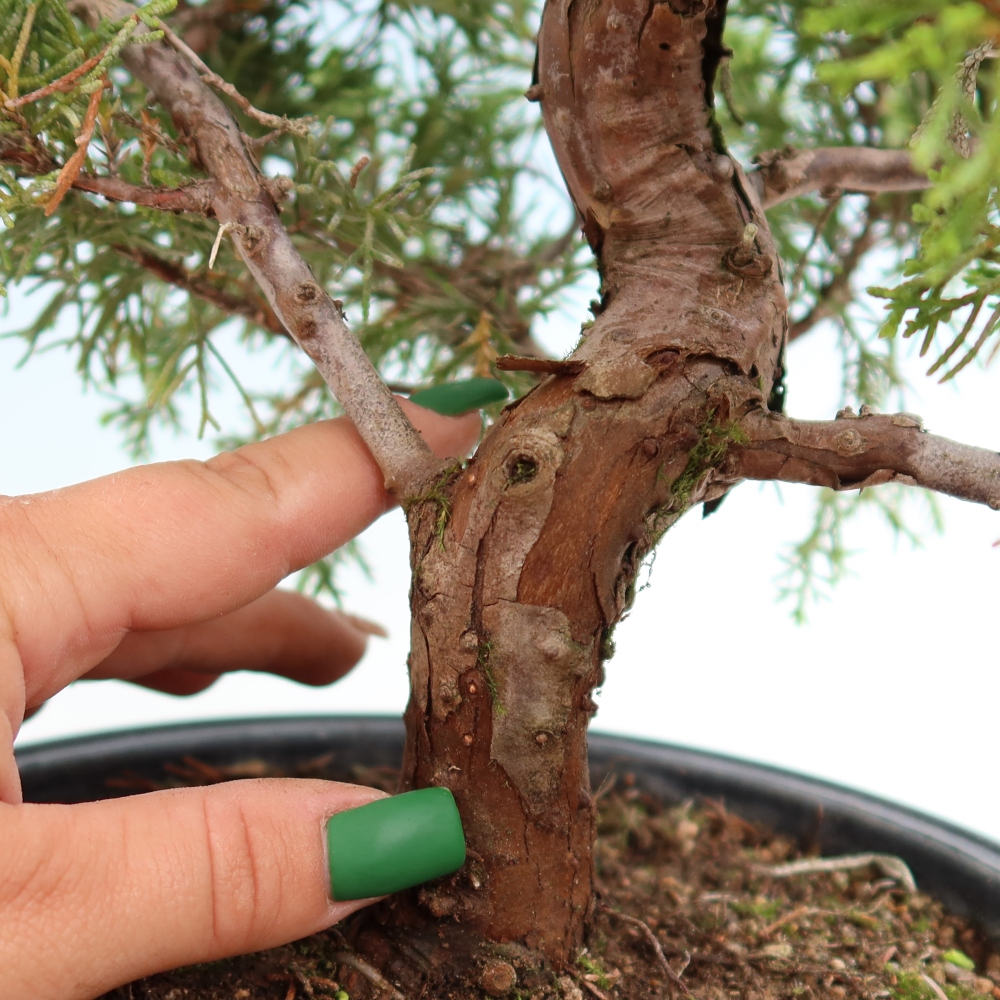 Vonkajší bonsai – Juniperus chinensis Itoigawa – čínsky jalovec