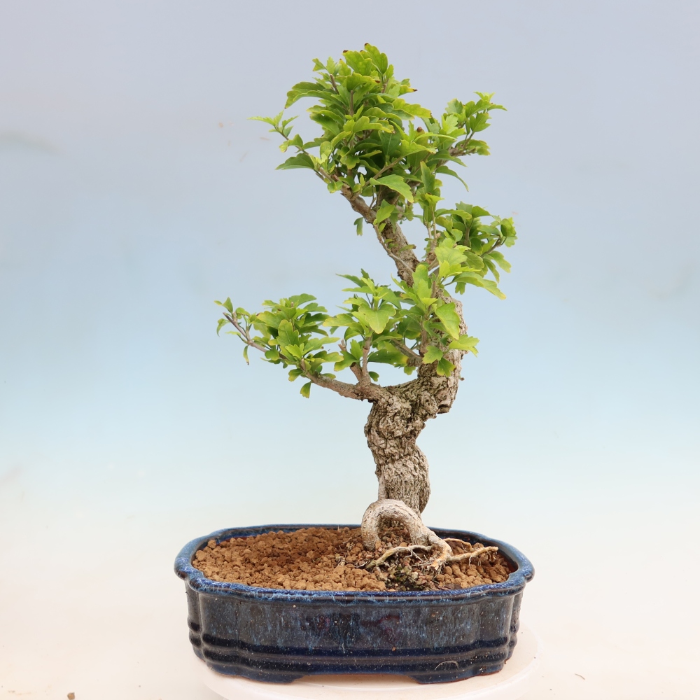Vonkajší bonsai – Hibiscus syriacus – ibištek sýrsky