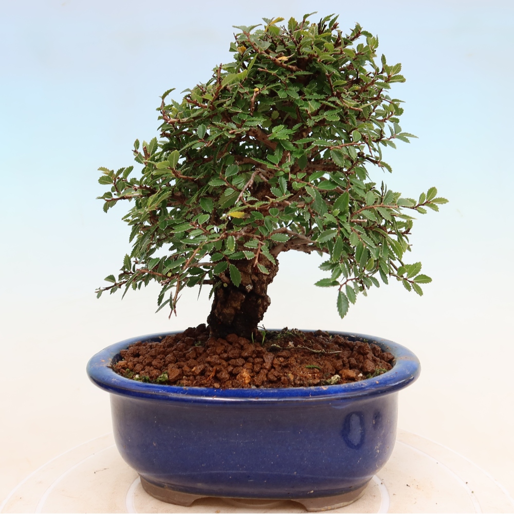 Vonkajšie bonsaje - Zelkova - Zelkova NIRE