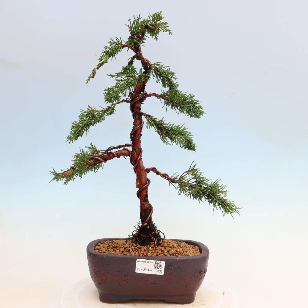 Vonkajší bonsaj - Juniperus chinensis Kishu