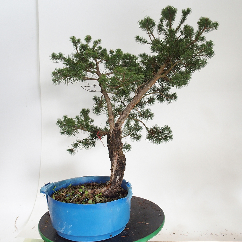 Yamadori - Pinus sylvestris Španielsko
