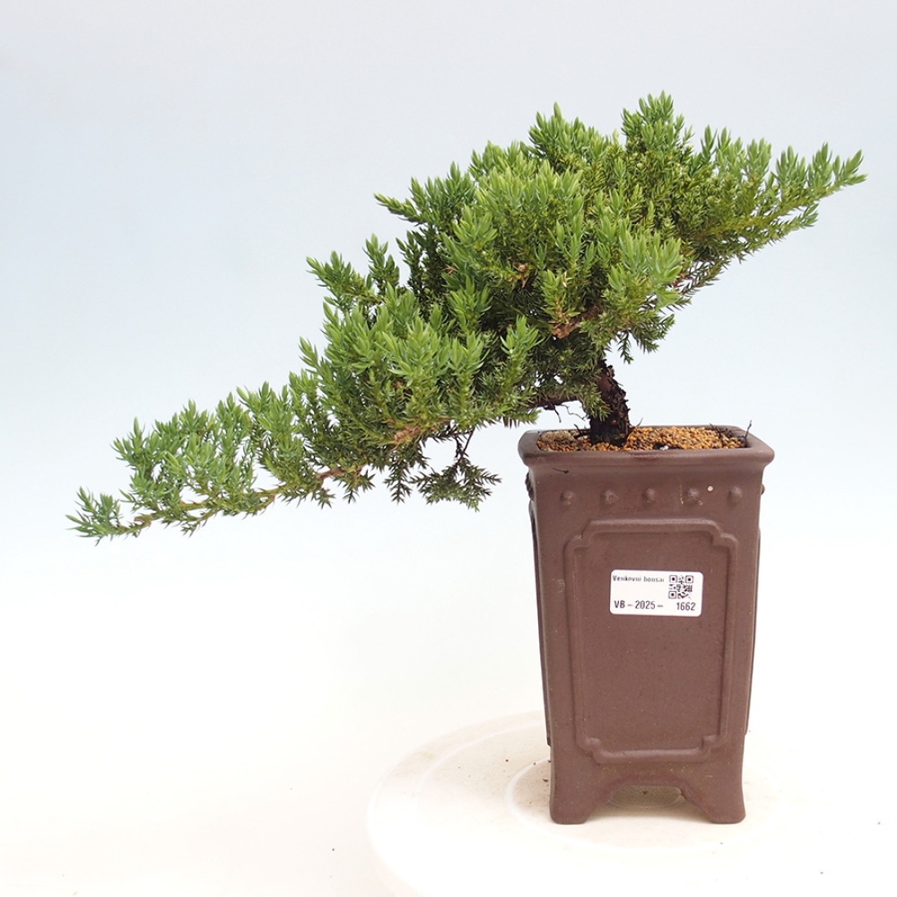 Vonkajší bonsai - Juniperus procumbens - Borievka polehavá
