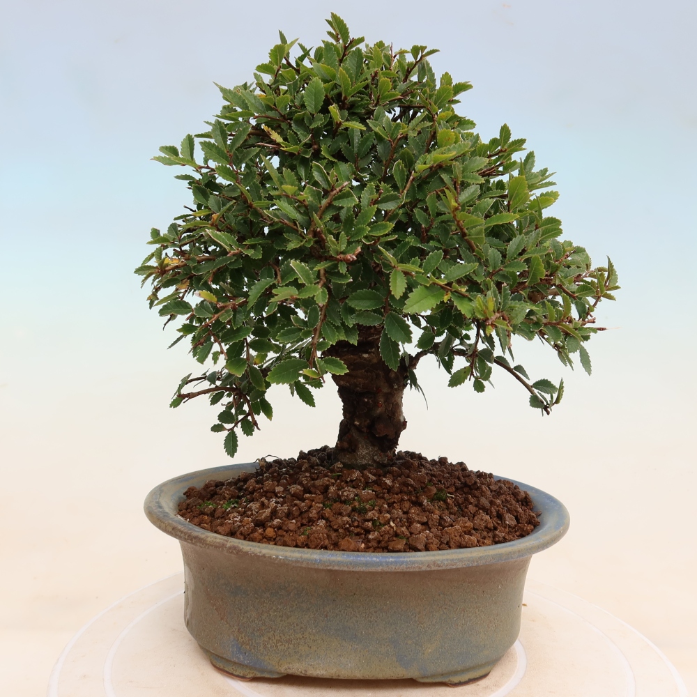 Vonkajšie bonsaje - Zelkova - Zelkova NIRE