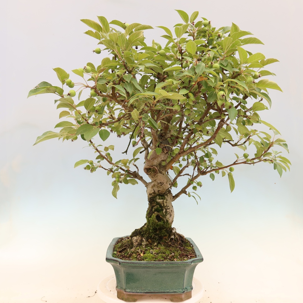 Vonkajšia bonsaj -Malus halliana - Malokvetá jabloň