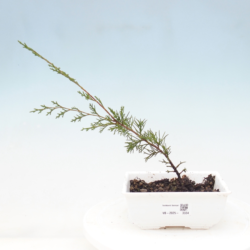 Vonkajší bonsai - Juniperus chinensis Itoigawa -Jalovec čínsky