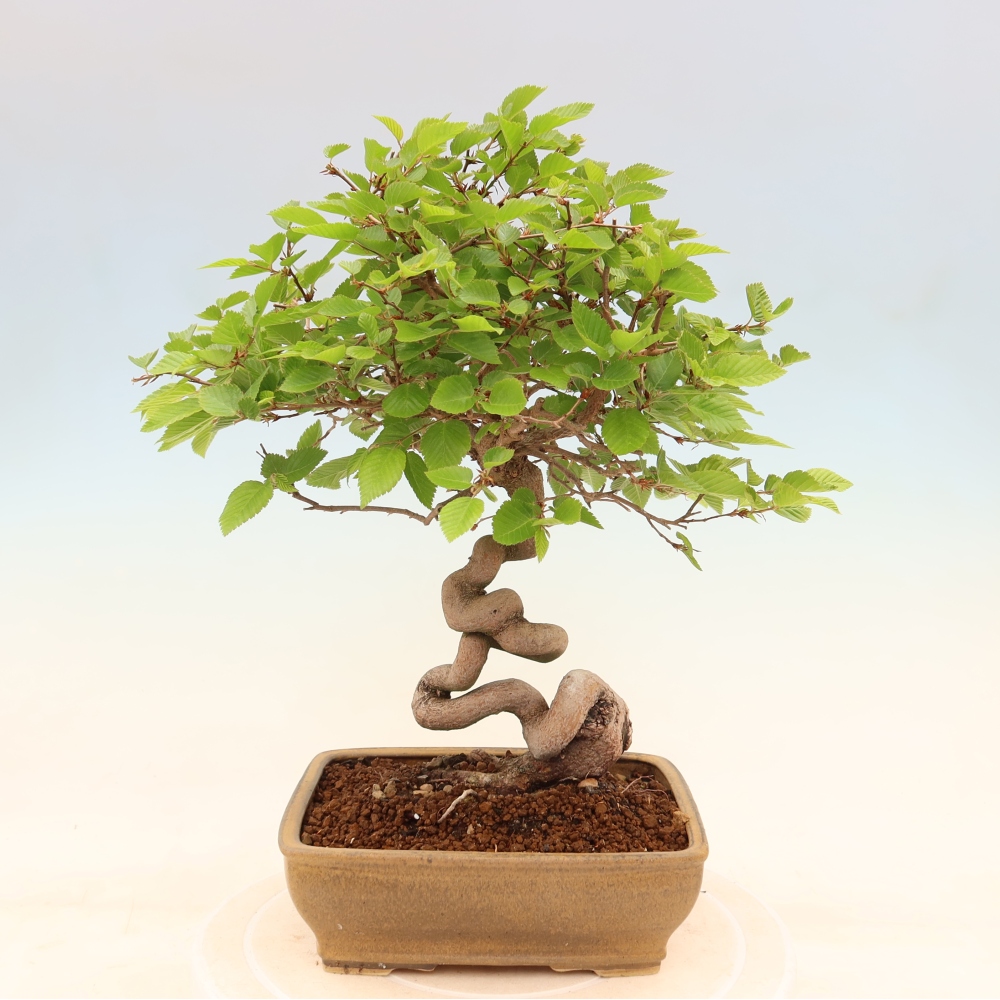 Vonkajší bonsaj -Carpinus coreana - Hrab kórejský