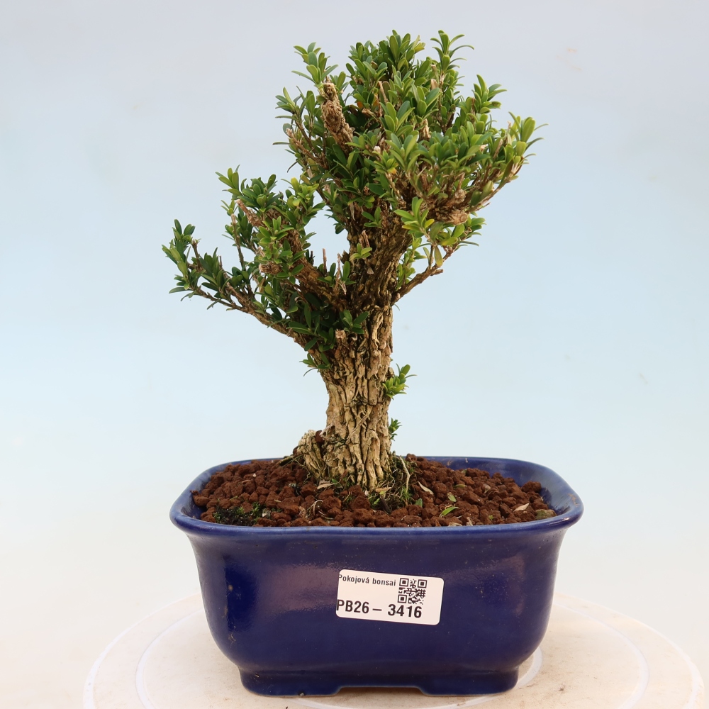 Izbové bonsaje - Buxus harlandii - korkový buxus