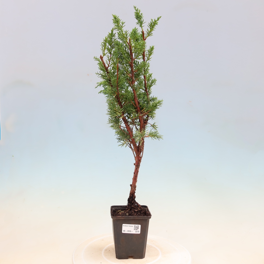 Vonkajší bonsaj - Juniperus chinensis Kishu