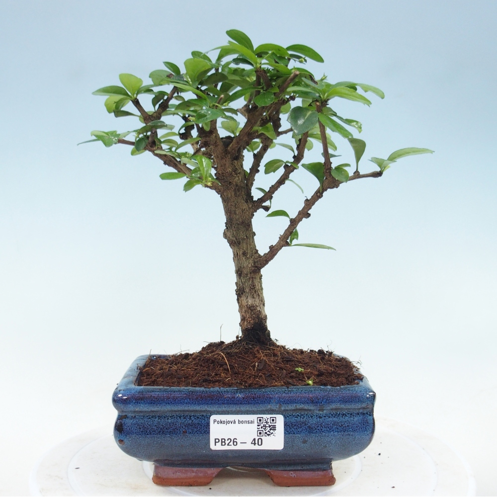 Izbové bonsaje - Carmona macrophylla - Tea fuki