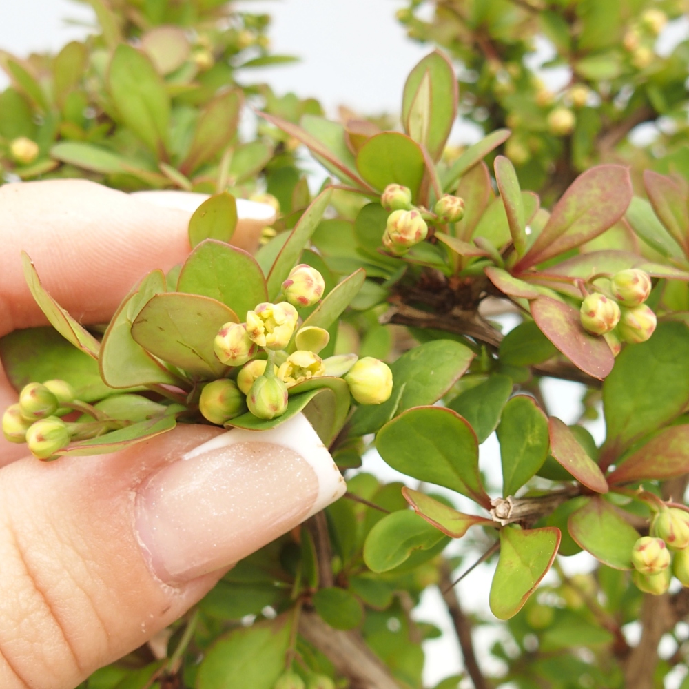 Vonkajšie bonsaje - Berberis coreana