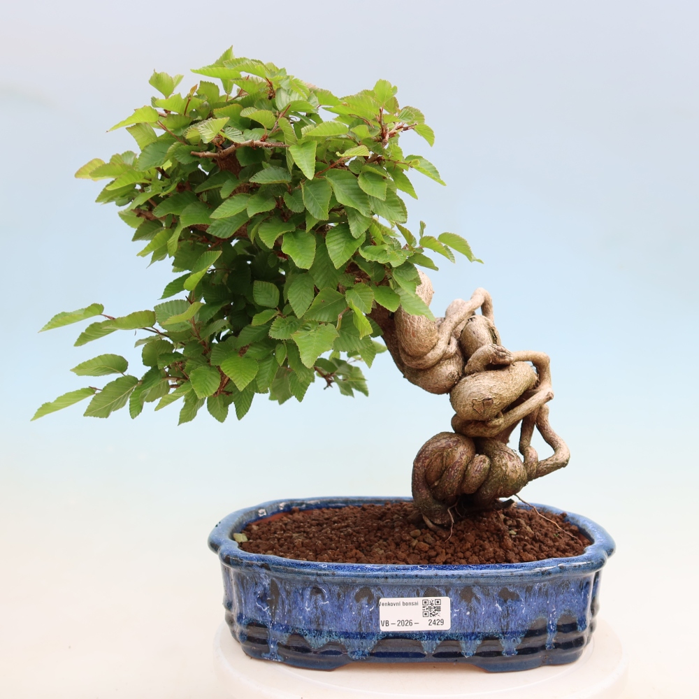 Vonkajší bonsaj -Carpinus coreana - Hrab kórejský