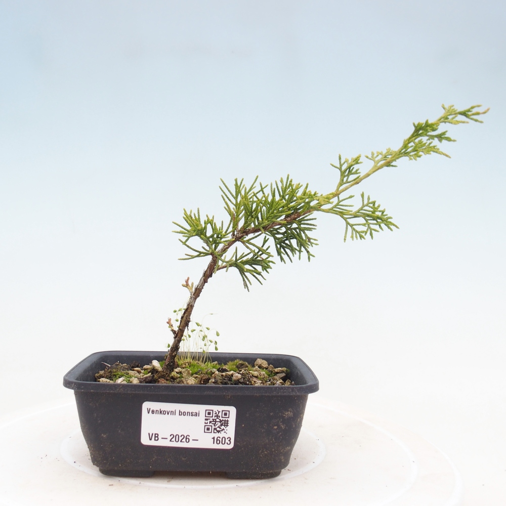Vonkajší bonsaj - Juniperus chinensis Itoigawa