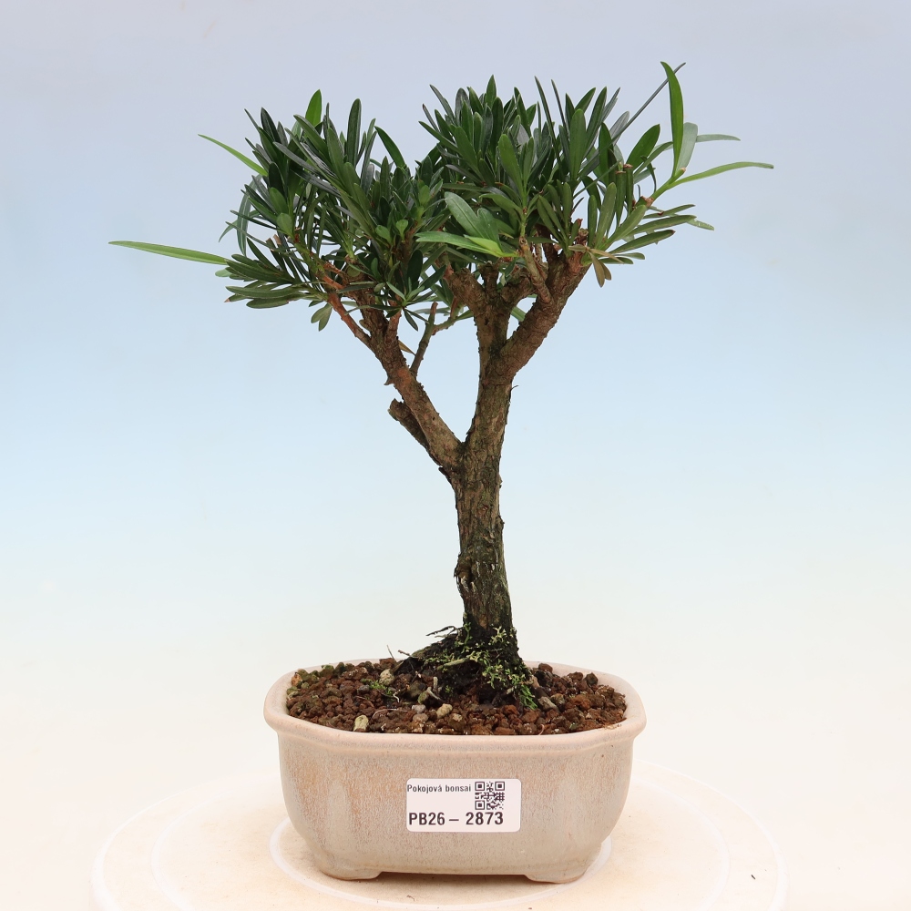 Izbové bonsaje - Podocarpus - Kamenný tis