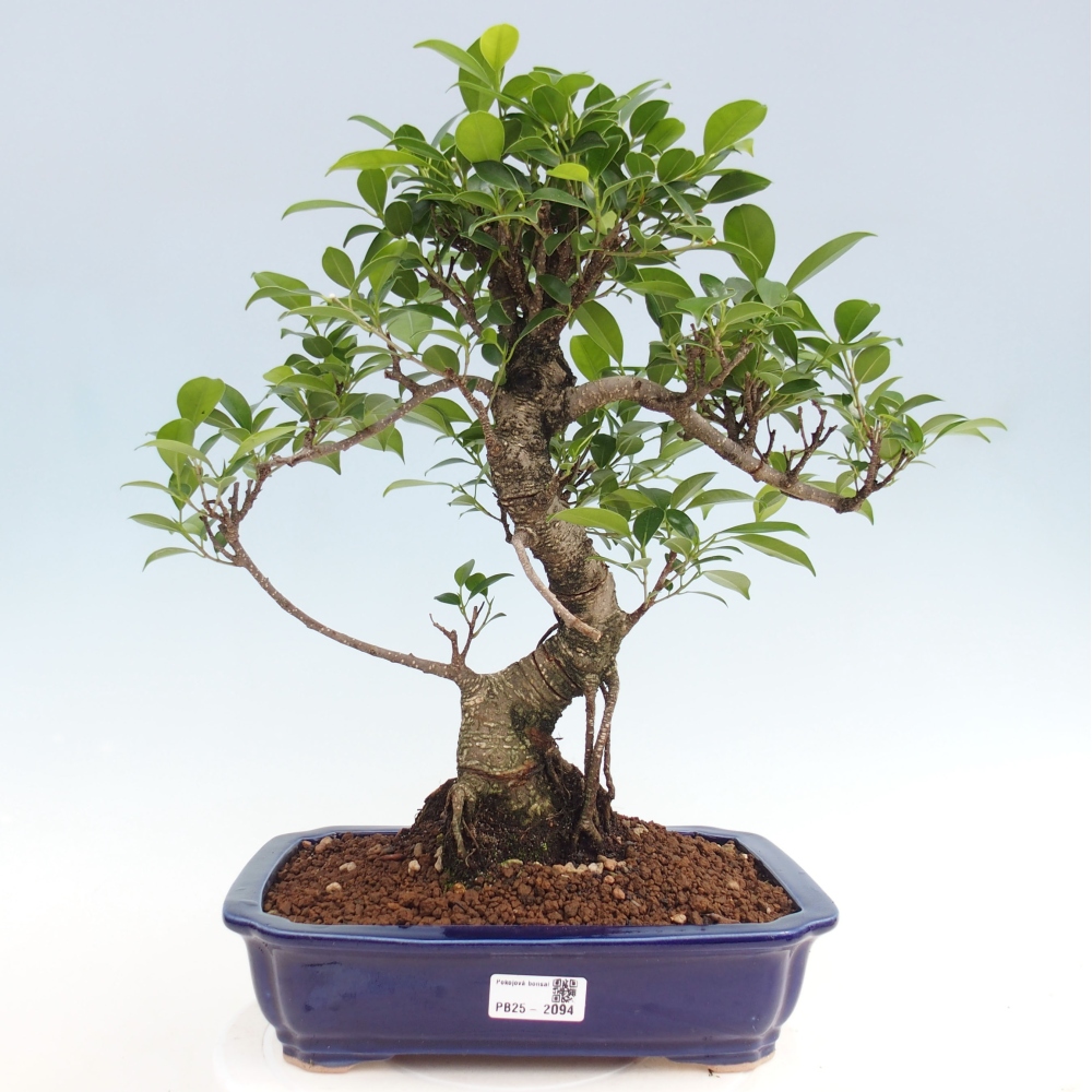 Izbová bonsai - Ficus kimmen - malolistý fikus
