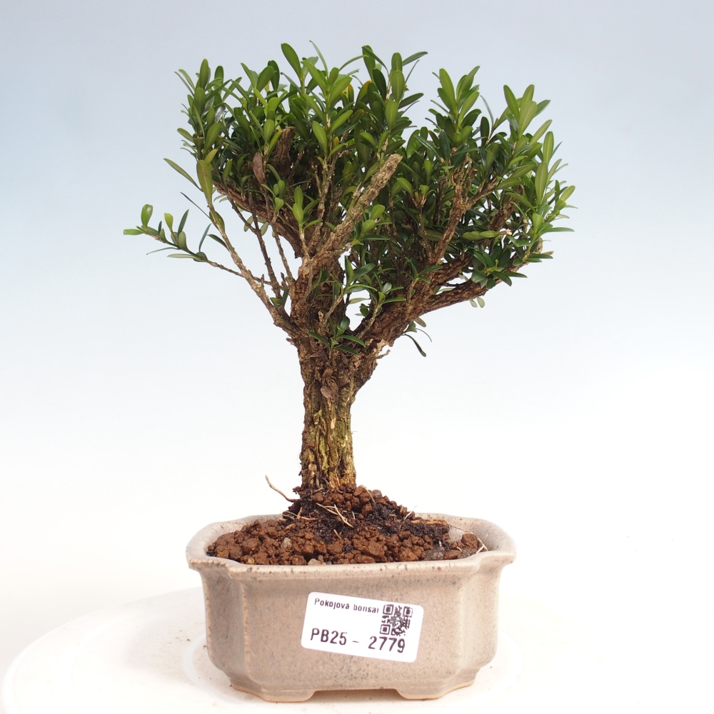 Izbová bonsai - Buxus harlandii -korkový buxus
