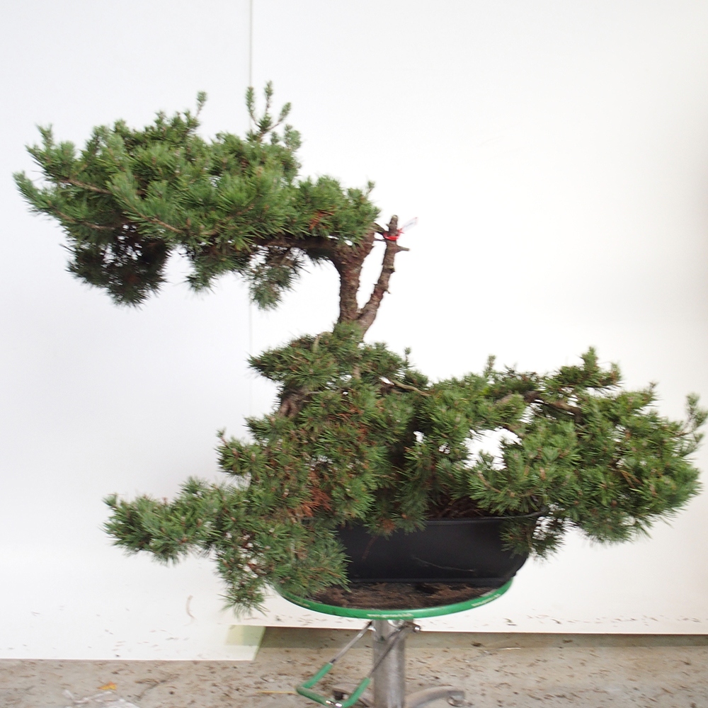 Yamadori - Pinus sylvestris Španielsko