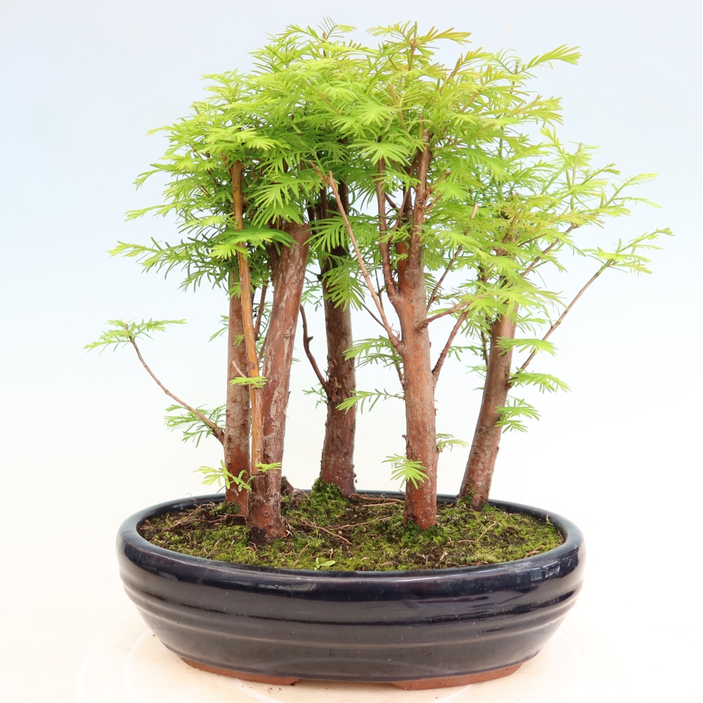 Vonkajší bonsai – Metasequoia glyptostroboides – čínska metasekvoja – hájik