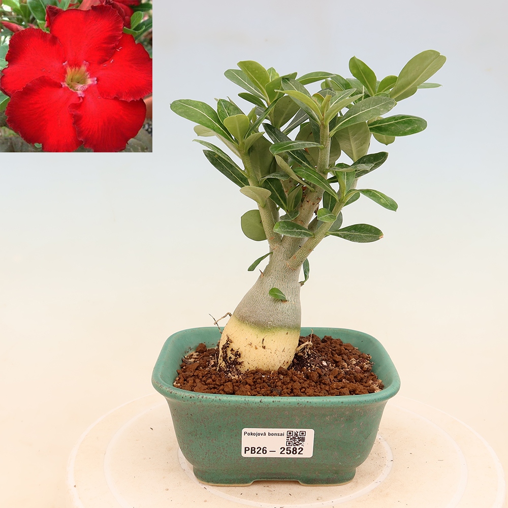 Izba bonsai – Adenium obesum Red Star – Púštna ruža