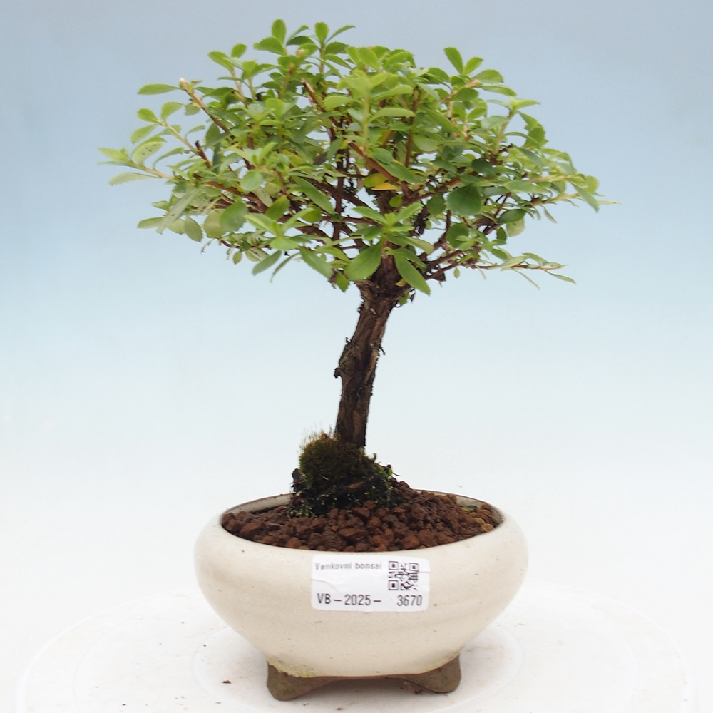 Vonkajší bonsai - Escallonia 'Dart's Rosy Red' - Zábluda