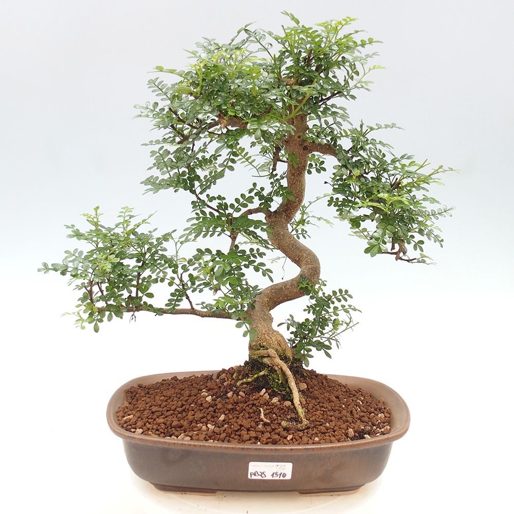 Izbová bonsai - Zantoxylum piperitum - korenistý