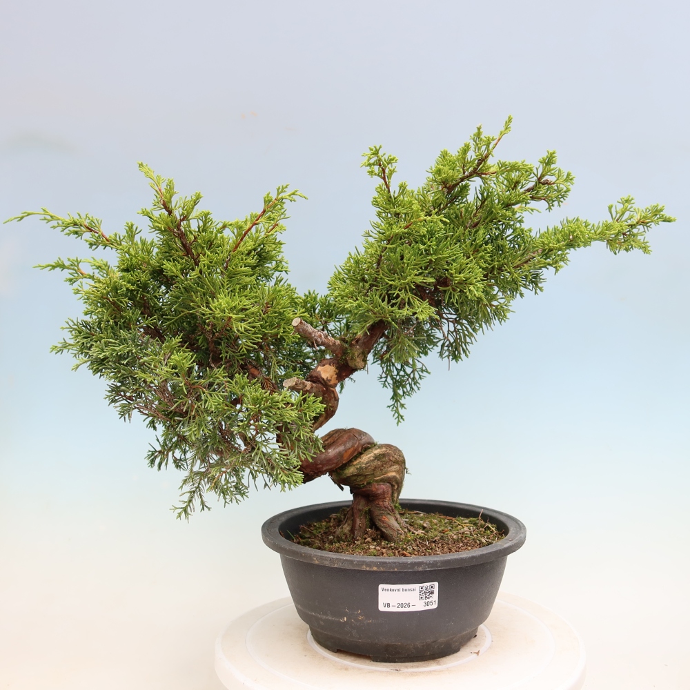 Vonkajší bonsai – Juniperus chinensis Itoigawa – čínsky jalovec